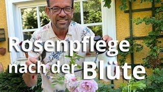 So pflegst du deine Rosen nach der Blüte