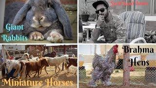 World's Smallest Miniature Horses | largest giant rabbits and Brahma Hens