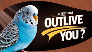 Birds That Outlive You! | Unbelievable Lifespan of different Pet Birds