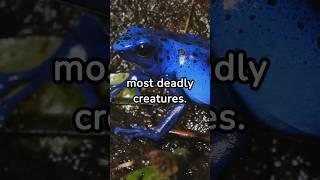 5 fast facts about the Poison Dart Frog #shorts #animals #nature