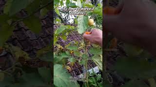 it's time to harvest tomatoes part two #shorts #shortvideo #tomato