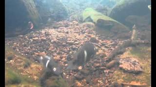 Central American cichlid fishes: natural underwater video shots