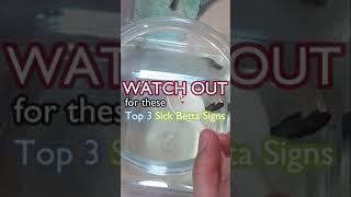 Everyday Betta 06: How to know if my Betta Fish is sick ? (Part 2) #Shorts