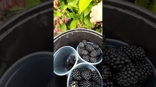 Росяника и Куманика. Что это такое?