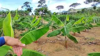 terreno de chácara em na zona rural de bonito PE 2 Hectares mil pés de banana da terra $130 mil