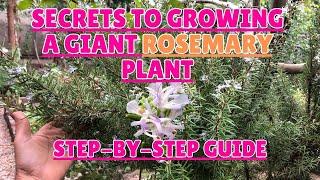 Secrets to Growing a Giant Rosemary Plant Step-by-Step Guide#rosemary #gardening #gardeningtips