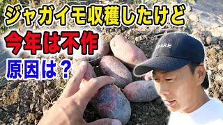 【ジャガイモ収穫】肥料は鶏糞のみ！今年は収穫量に異変が、、、