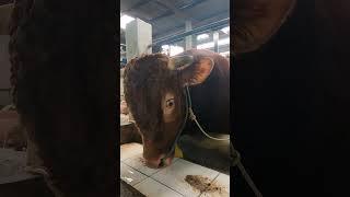 Sapi Qurban Ekonomis Di Jakarta " Berkah Mandiri Farm "