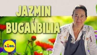 Jazmín y Bugambilia  | El Jardín De Lidl | Lidl España