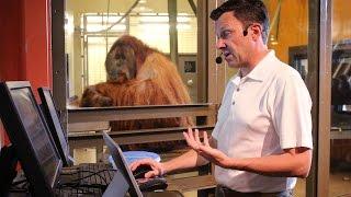 Orangutans and Computers — Understanding the Intelligence of Great Apes