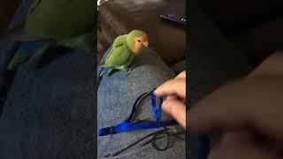 Lovebird meeting new Aviator Bird Harness