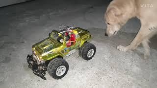 #@remot control  car vs dog  fighting# #mukesh rathore #,#vlogs#,