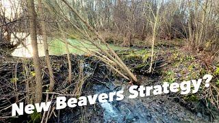 Beaver Dam Removal || Drained Over 1 Meter Of The Water!