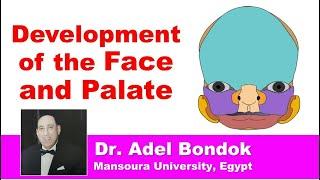 Development and Anomalies of the Face and Palate, Dr Adel Bondok