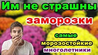 7 самых морозоустойчивых цветов в саду | Советы огородникам