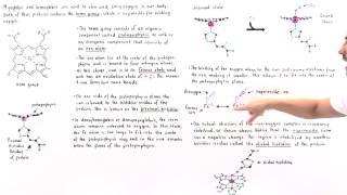 Heme Group of Hemoglobin and Myoglobin