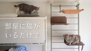 部屋に猫がいるだけで日常はそこそこ楽しい | #モアクリ Vlog050