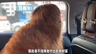 迪拜土豪买金毛寻回犬