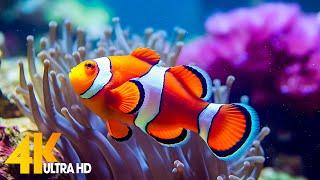 Aquarium 4K VIDEO (ULTRA HD)  Beautiful Coral Reef Fish - Relaxing Sleep Meditation Music #70