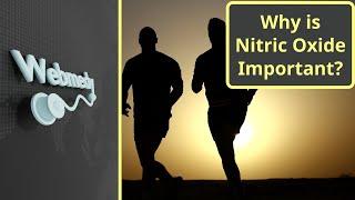 Why is Nitric Oxide Important? | Benefits for Athletic Performance and Sexual Function