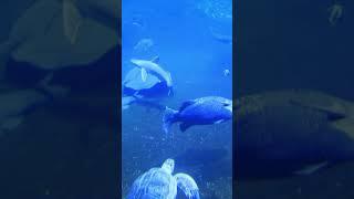 Marvelous Marine Water Ecosystems: Life Below the Waves | Dive In!  #marinelife