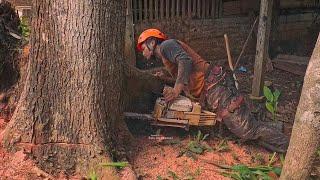 Conquest of 2 red mahogany trees near the house