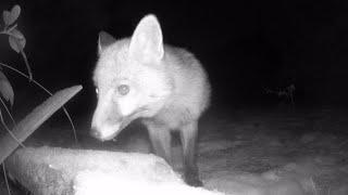 NOSY FOXES in MT's Garden!