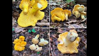 Pilze im Vergleich | Echter vs. Blasser Pfifferling | Cantharellus cibarius vs Cantharellus pallens