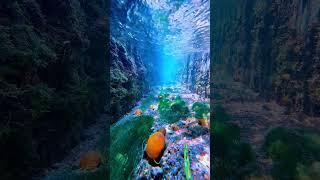 iPhone 16 Pro Max Underwater Photography #iphone #ios #iphone16 #foryou