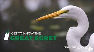 Get to Know the Great Egret