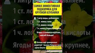 САМАЯ ЭФФЕКТИВНАЯ ПОДКОРМКА для крупной клубники #выращиваниеклубники #подкормкарассады #удобрения