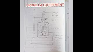 Hydrilla Experiment || Plus Two Botany || Practical