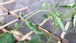 Tomatoes  update after putting Boric Acid