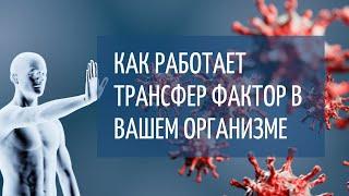 Как работает трансфер фактор в вашем организме