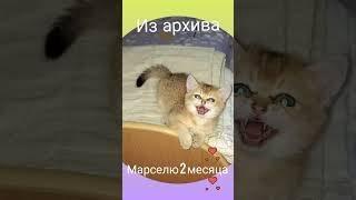 Игры котика. Позитив от Марселя. Познаём мир с Марселем.