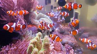 The Clownfish Ecosystem: AMAZING NO WATER CHANGE & No Filter Aquarium (Tour)