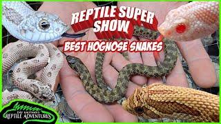 BEST HOGNOSE SNAKES AT THE POMONA REPTILE SUPER SHOW! (June, 2024)