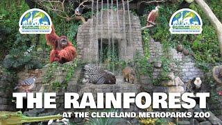 The Rainforest at the Cleveland Metroparks Zoo | Exhibit Tours Ep. 19