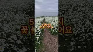 샤스타 데이지 명소 부안 데이지 변산마실길 2코스 실시간 #샤스타데이지 #데이지 #데이지꽃 #부안데이지 #변산데이지 #부안마실길데이지 #변산마실길데이지