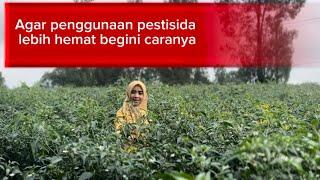 Cara Perawatan Cabai Keriting Dengan Penggunaan Pestisida Secara Hemat