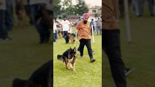 Taranjit singh engineer kennel #gsd #engineering #kennel #import #rajpura rajpura dog show