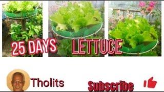 25 days Lettuce full sun shaded limited sunlight exposure@Tholits,