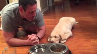 11-week-old Lab Puppy Praying w/Daddy Before Dinner