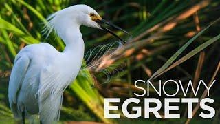 Wildlife Feature | Snowy Egrets