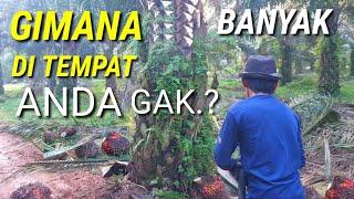 gimana tempat anda panen sawit banyak buah gak disini panen raya sawit unggul