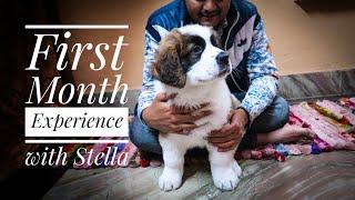 First month Experience with Stella | Saint Bernard Puppy | & Cute Photos |