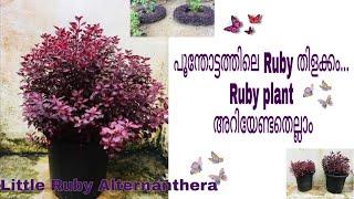 Little Ruby Alternanthera Plant Care & Propagation/Plant Stories/ vertical garden & bordering plant
