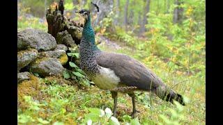 Indian peafowl (Pavo cristatus) peahen's bird call, sound, noise. Peacock companion. Serendipity.