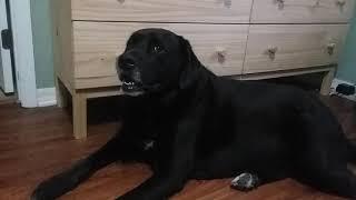 Jake the Black Labrador Retriever sings New York New York to violin