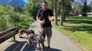 Off Leash training TWO dogs in Banff - Real Dog Training # 7